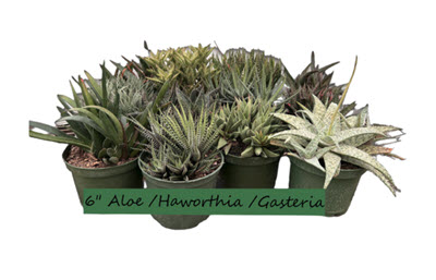 Aloe/Gasteria/Haworthia Assortment